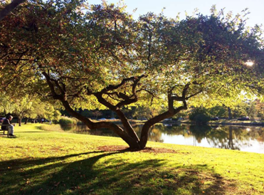 Greenwich Tree Conservancy to Hold Educational Panel - Greenwich Tree ...