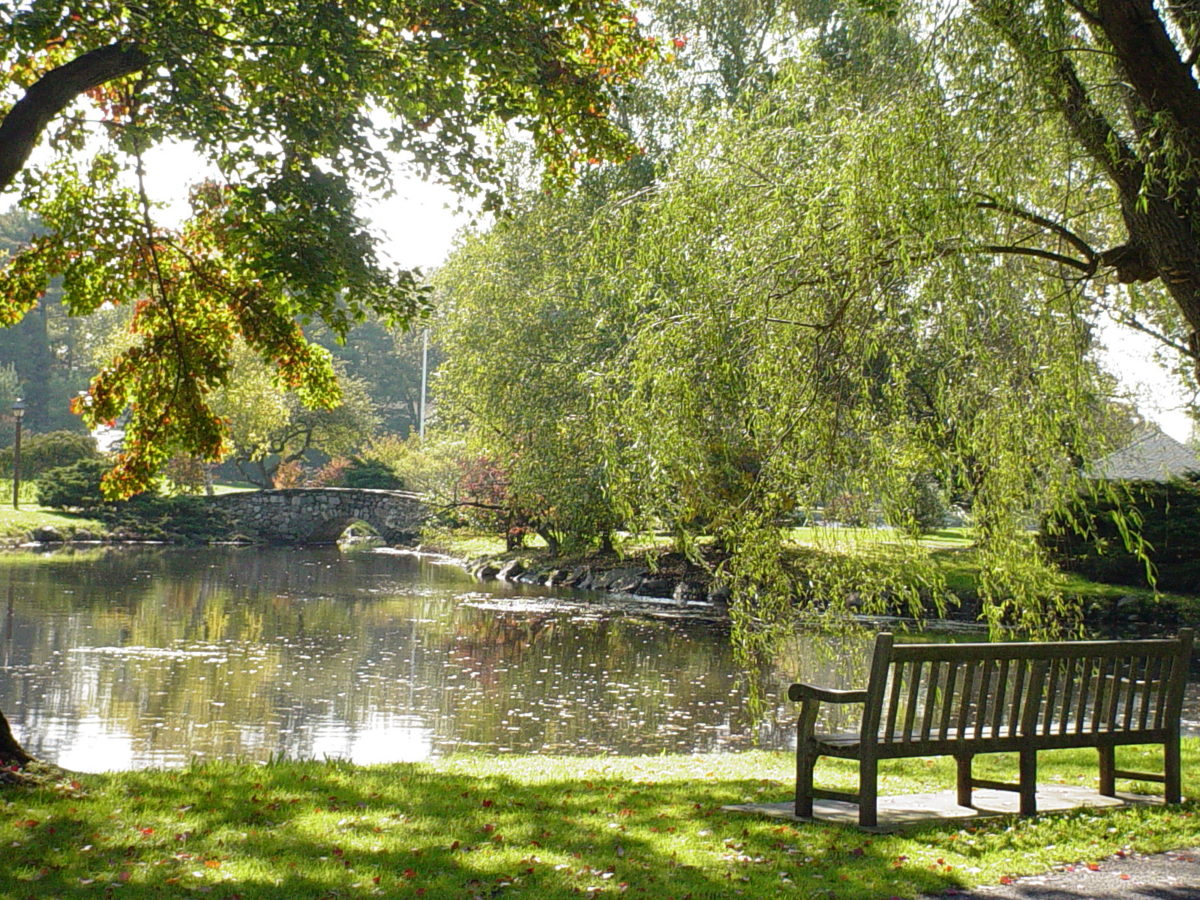 Protecting Trees - Greenwich Tree Conservancy