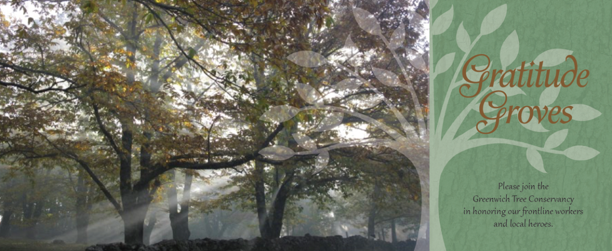 Gratitude Groves - Greenwich Tree Conservancy