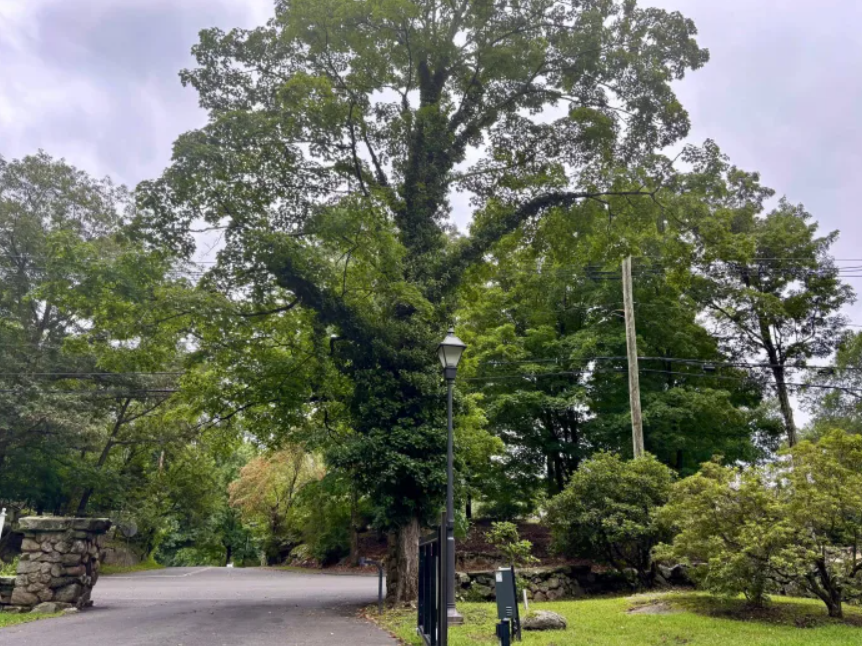Cut the Ivy, Save the Tree