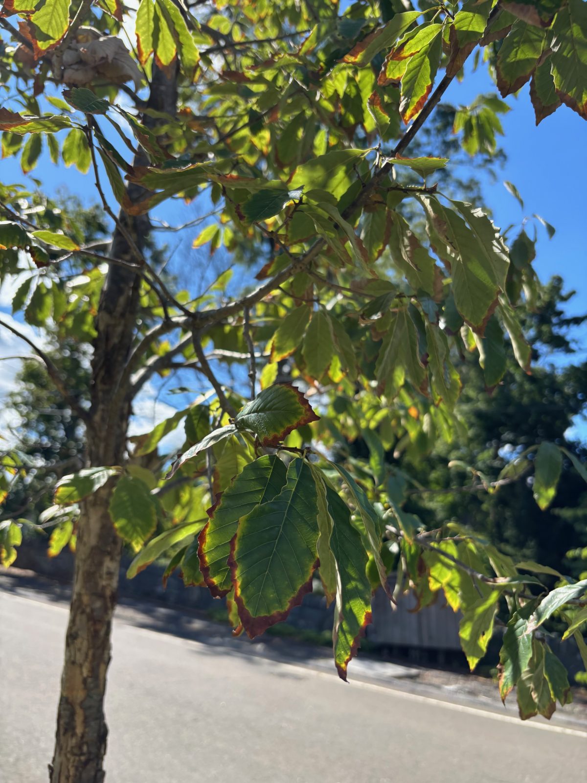The Greenwich Tree Conservancy Plants Trees for Cooler Streets and ...
