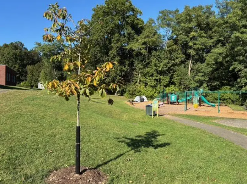 How Trees Help Students Learn: New Plantings at Glenville School