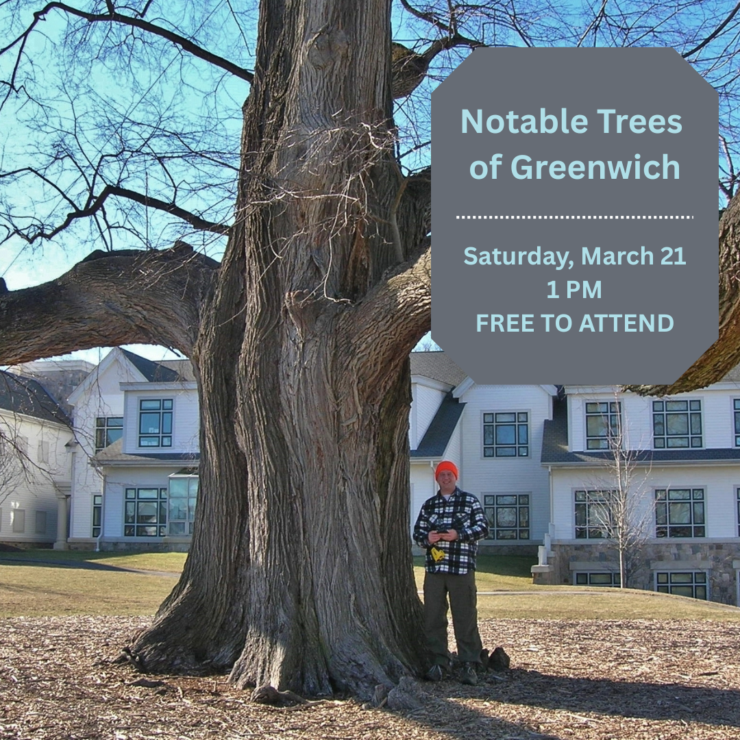 Notable Trees of Greenwich - Greenwich Tree Conservancy